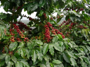 Green Coffee Fruit